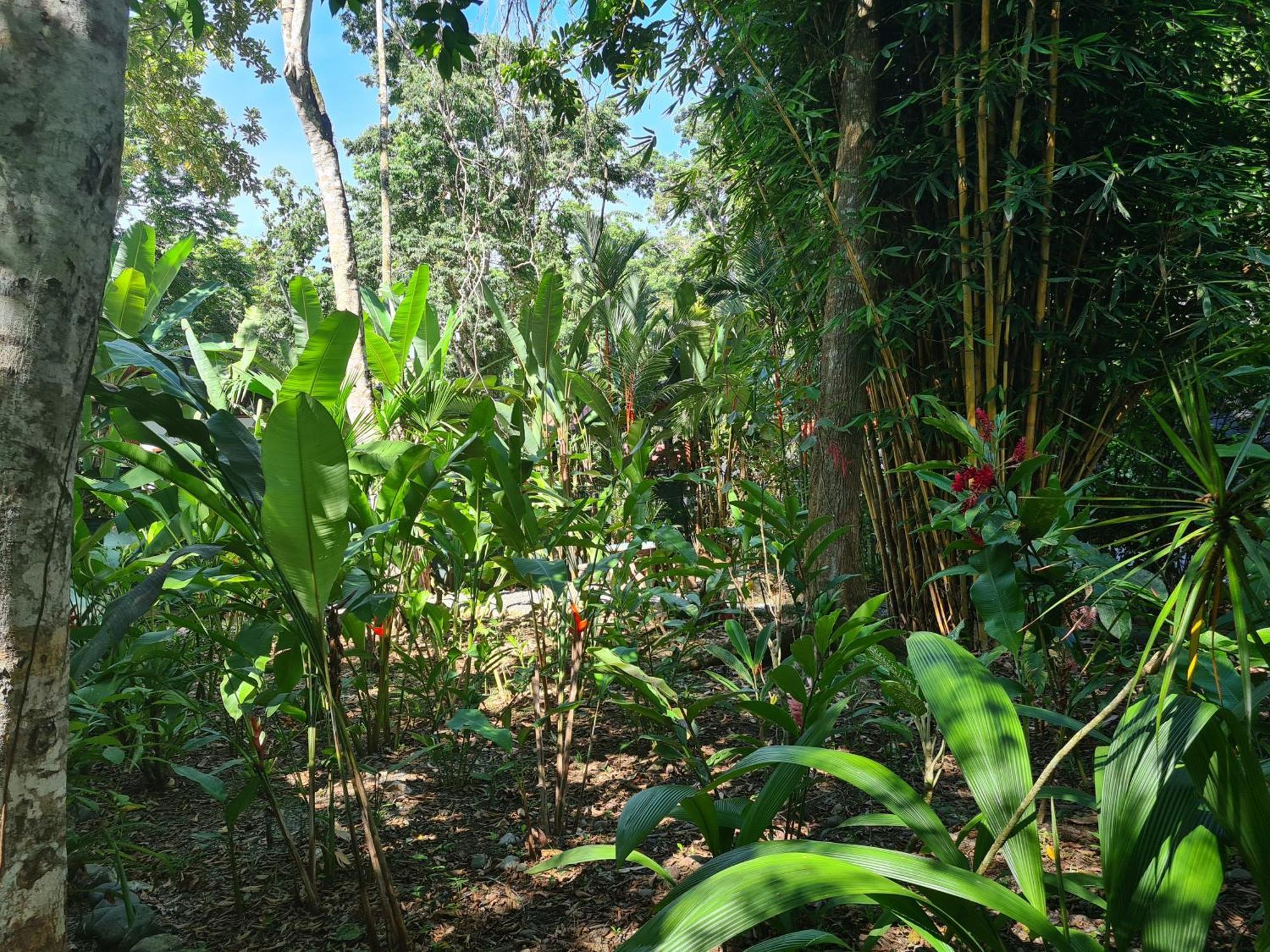 Puerto Viejo de Talamanca El Jardin De Playa Negra 빌라 외부 사진